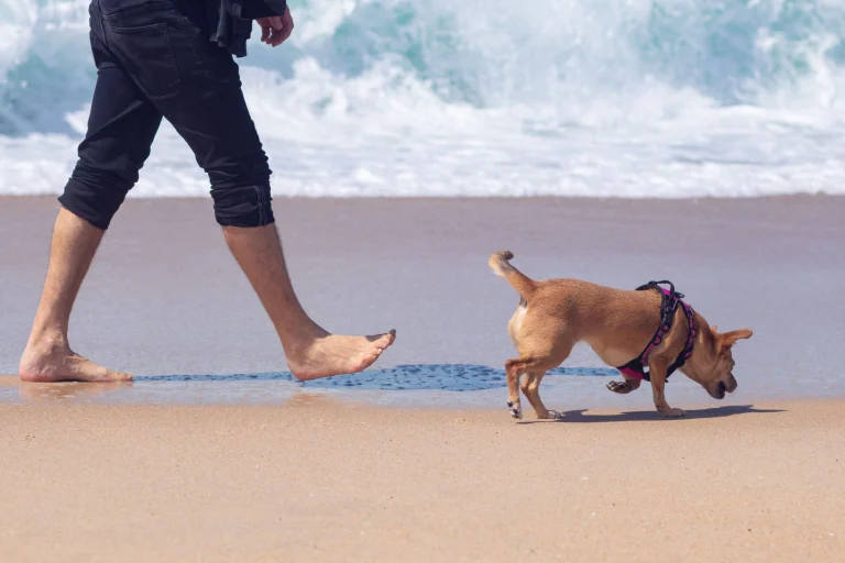 Image from Cruising with Cosmo in Santa Cruz County on DogTrekker