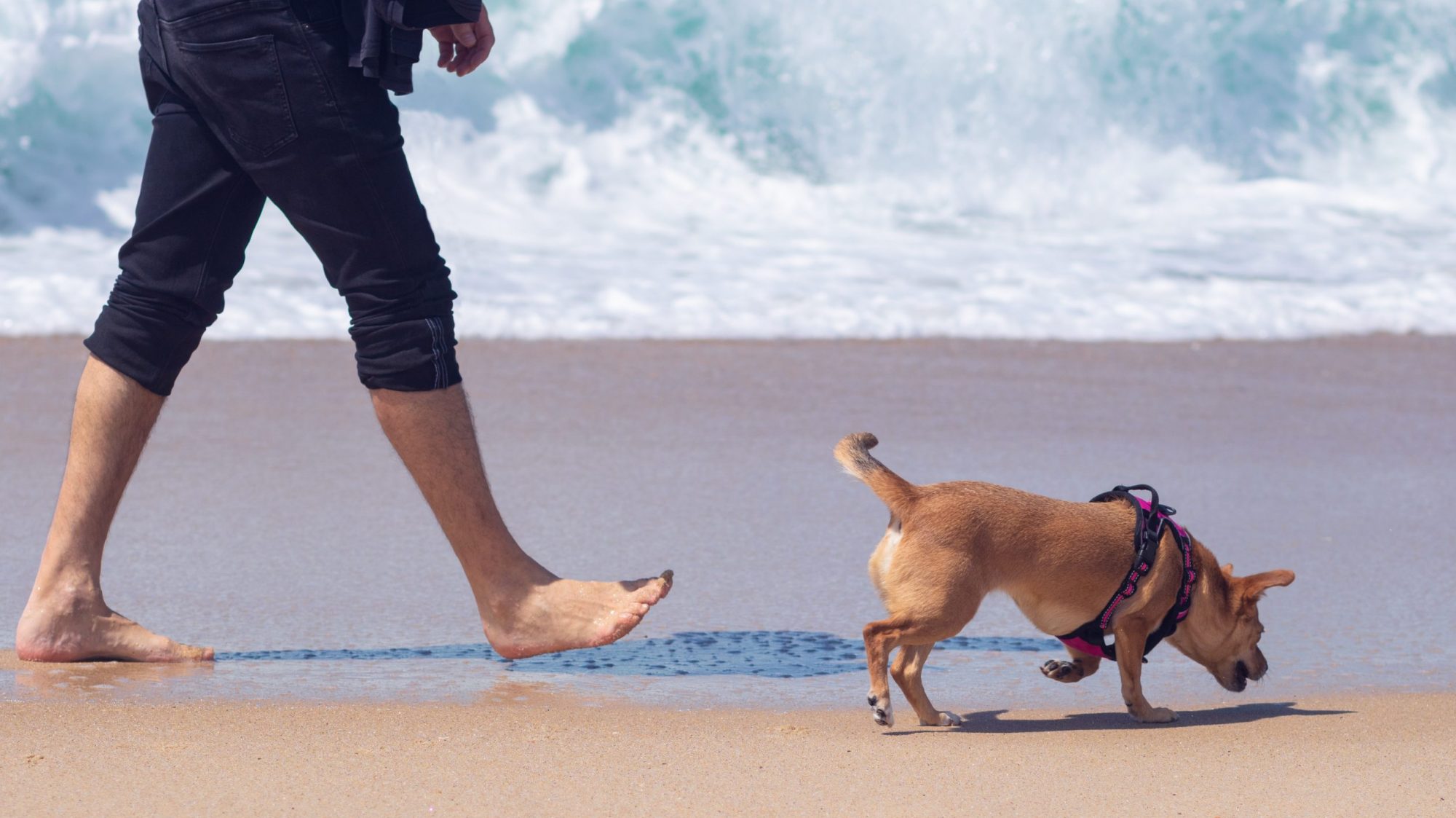 A person dressed in black pants walks along the sandy stretch of Mitchell’s Cove, one of Santa Cruz’s scenic beaches. Their bare feet sink slightly into the sand with every step. Beside them, a small brown dog trots along, secured by a snug harness. The gentle sound of waves meeting the shore creates a calming atmosphere for this peaceful seaside walk.