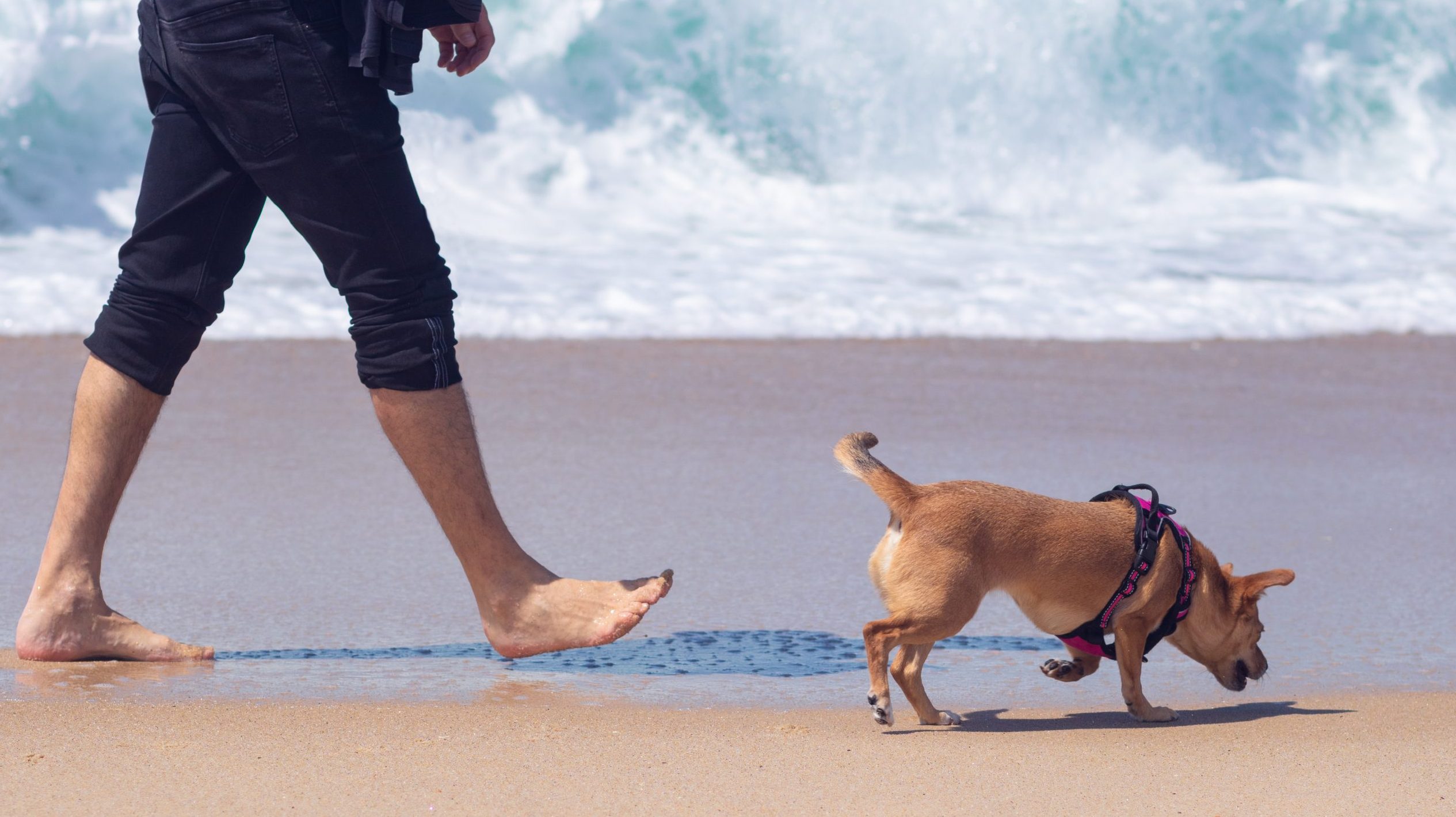 A person dressed in black pants walks along the sandy stretch of Mitchell’s Cove, one of Santa Cruz’s scenic beaches. Their bare feet sink slightly into the sand with every step. Beside them, a small brown dog trots along, secured by a snug harness. The gentle sound of waves meeting the shore creates a calming atmosphere for this peaceful seaside walk.