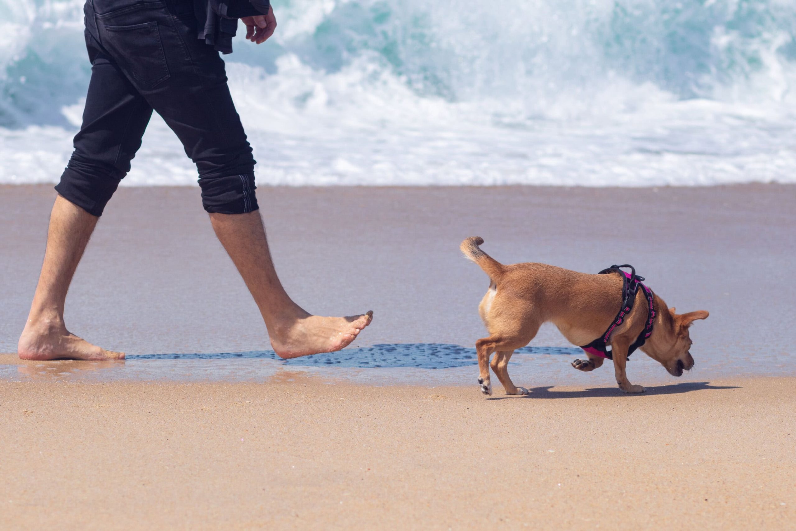 A person dressed in black pants walks along the sandy stretch of Mitchell’s Cove, one of Santa Cruz’s scenic beaches. Their bare feet sink slightly into the sand with every step. Beside them, a small brown dog trots along, secured by a snug harness. The gentle sound of waves meeting the shore creates a calming atmosphere for this peaceful seaside walk.