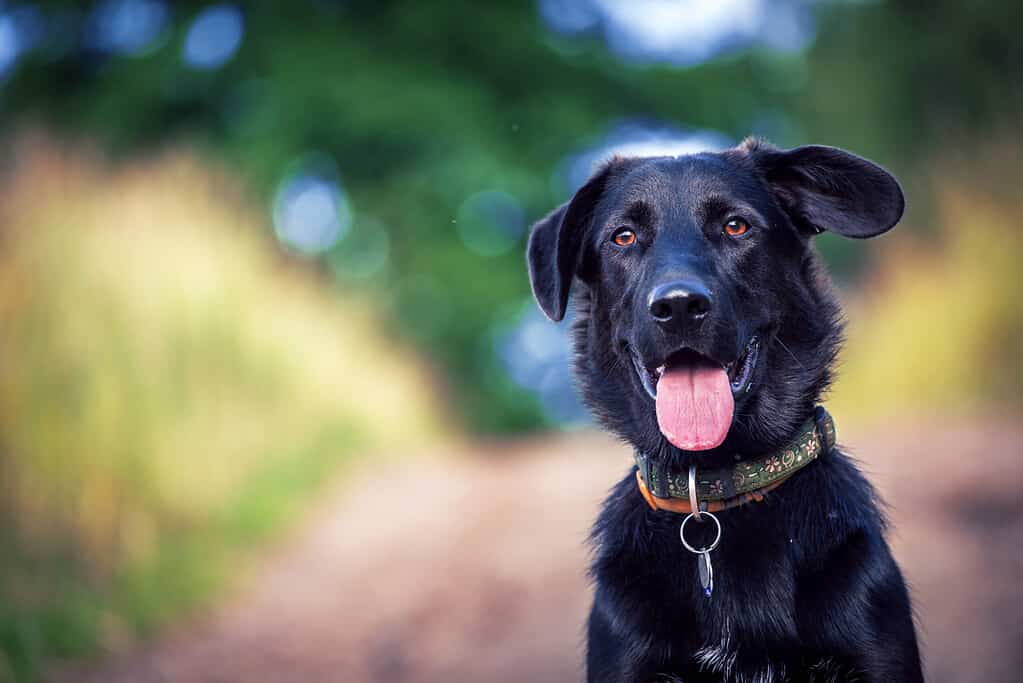 black lab mix sits on trail with tongue out