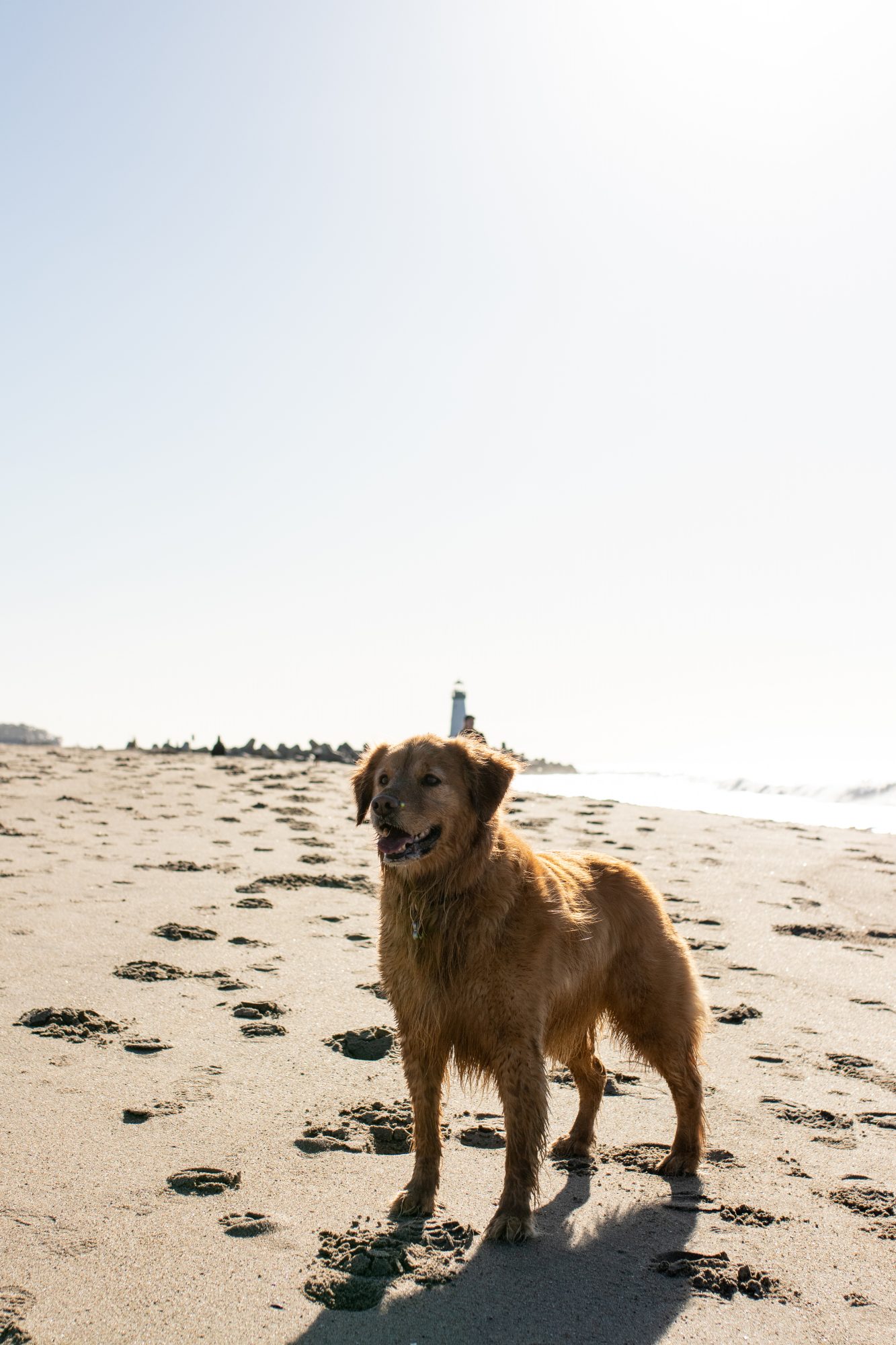 Woofy, a golden retriever, stands alert on the sandy beach of Santa Cruz. The sand is marked by footprints that weave around him.