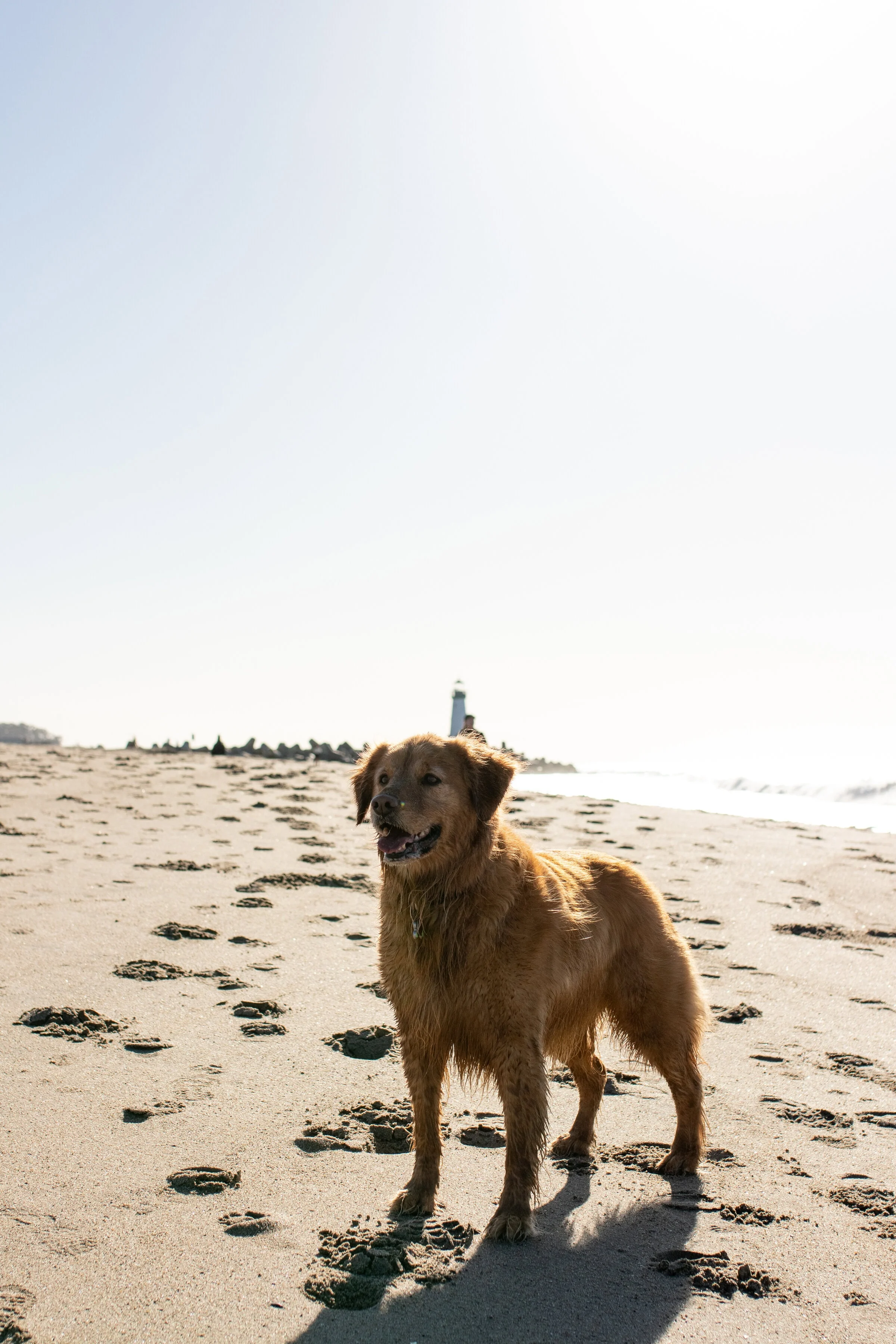 Image from Keep Santa Cruz woofy on DogTrekker