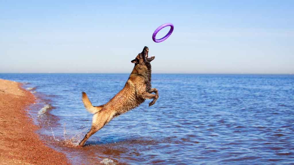 Malinois Belgian Shepherd dog jumps for frisbee on the shoreline