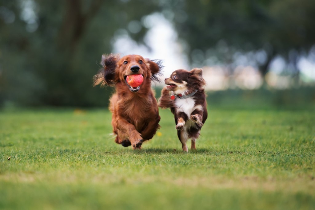 Dachshund with red apple in mouth and chihuahua running on green grass
