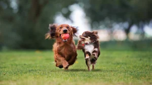 Make Apple Hill a dog-friendly tradition