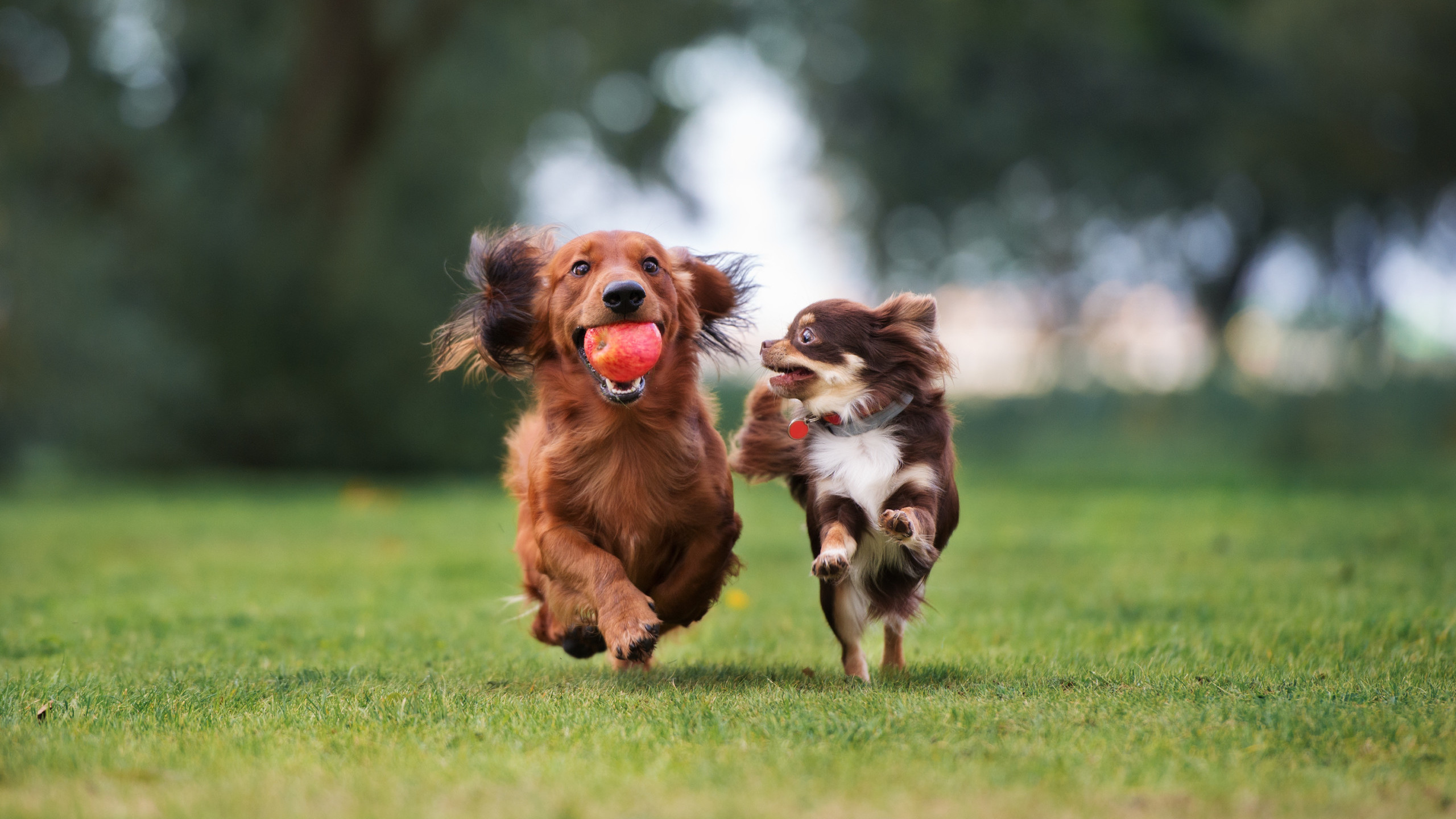Dachshund with red apple in mouth and chihuahua running on green grass