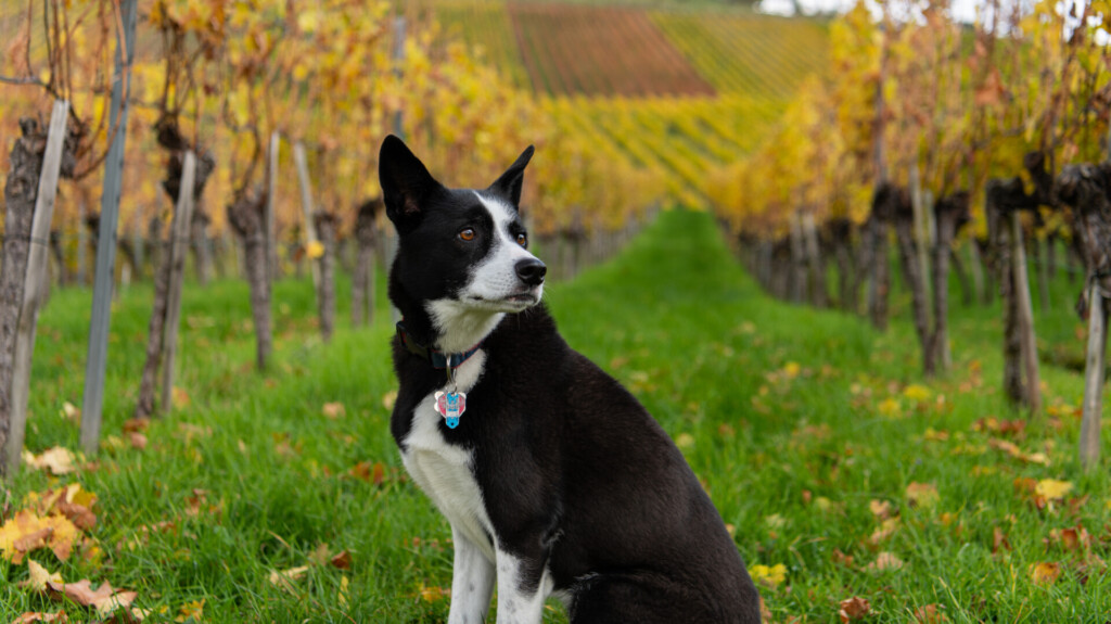 Black and white dog in a vineyard