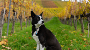 Black and white dog in a vineyard