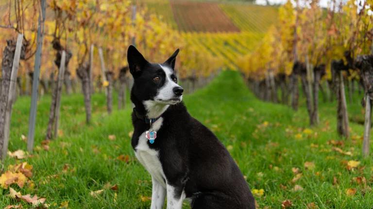 Image from Lake county hideaway on DogTrekker