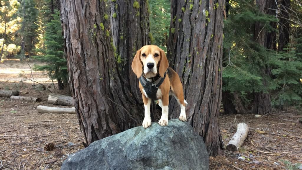 beagle on rock in front of trees