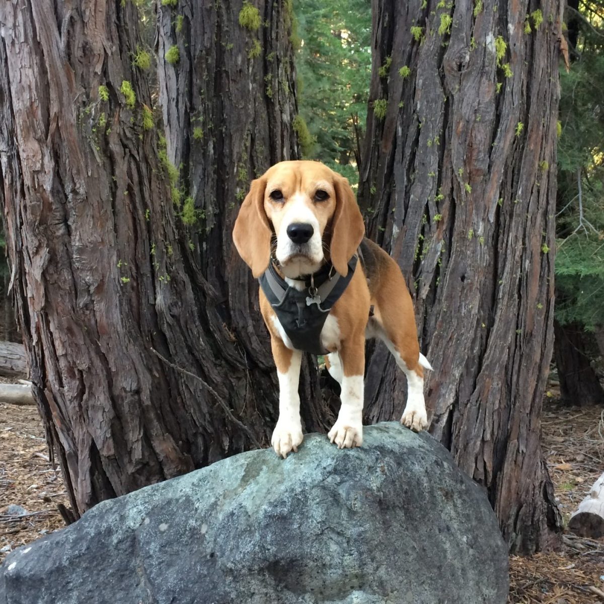 are dogs allowed in sequoia national park