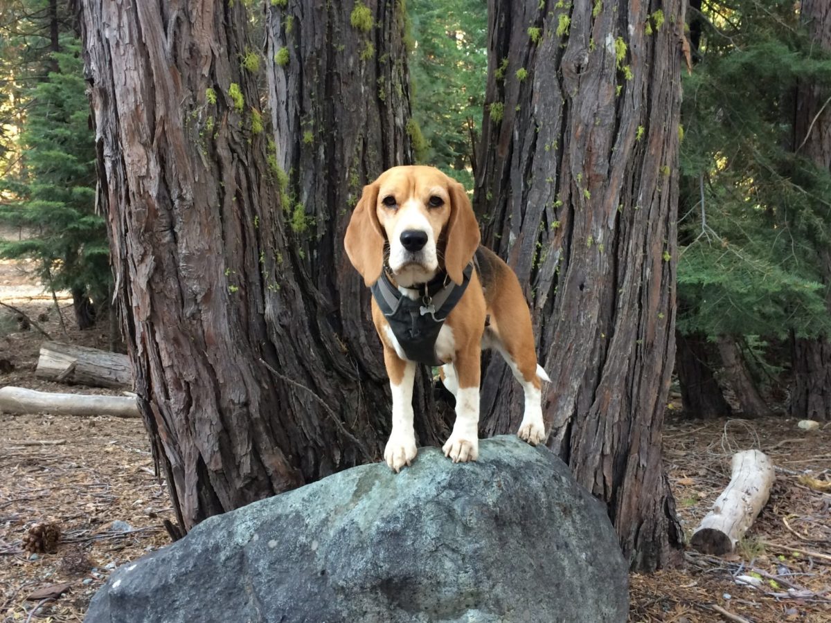 are dogs allowed in giant sequoia national monument