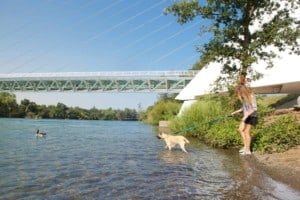 Dog watching geese at Sundial bridge