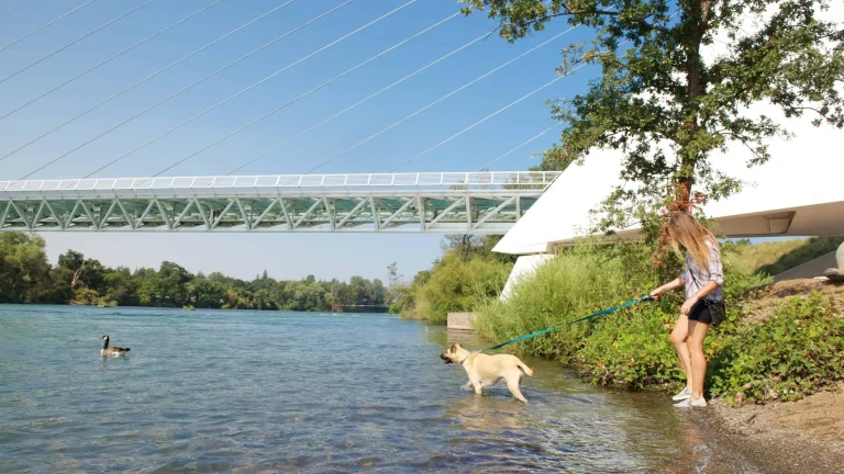 Watching the geese at the Sundial Bridge.