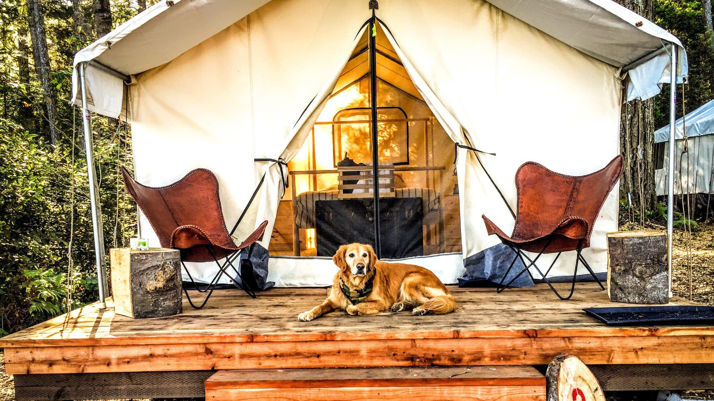 golden retriever on tent platform deck