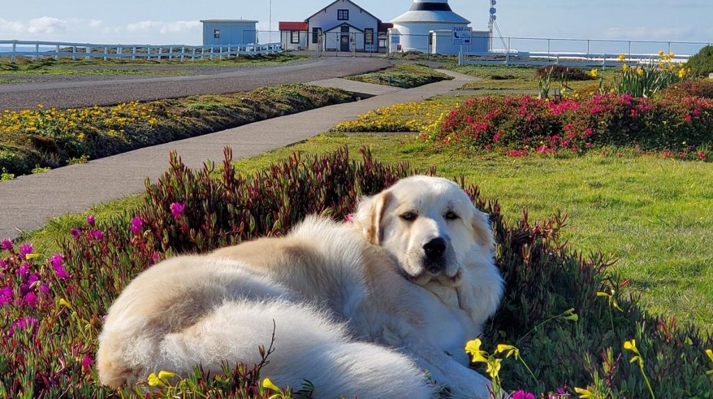 Dog at Pt arena lighthouse