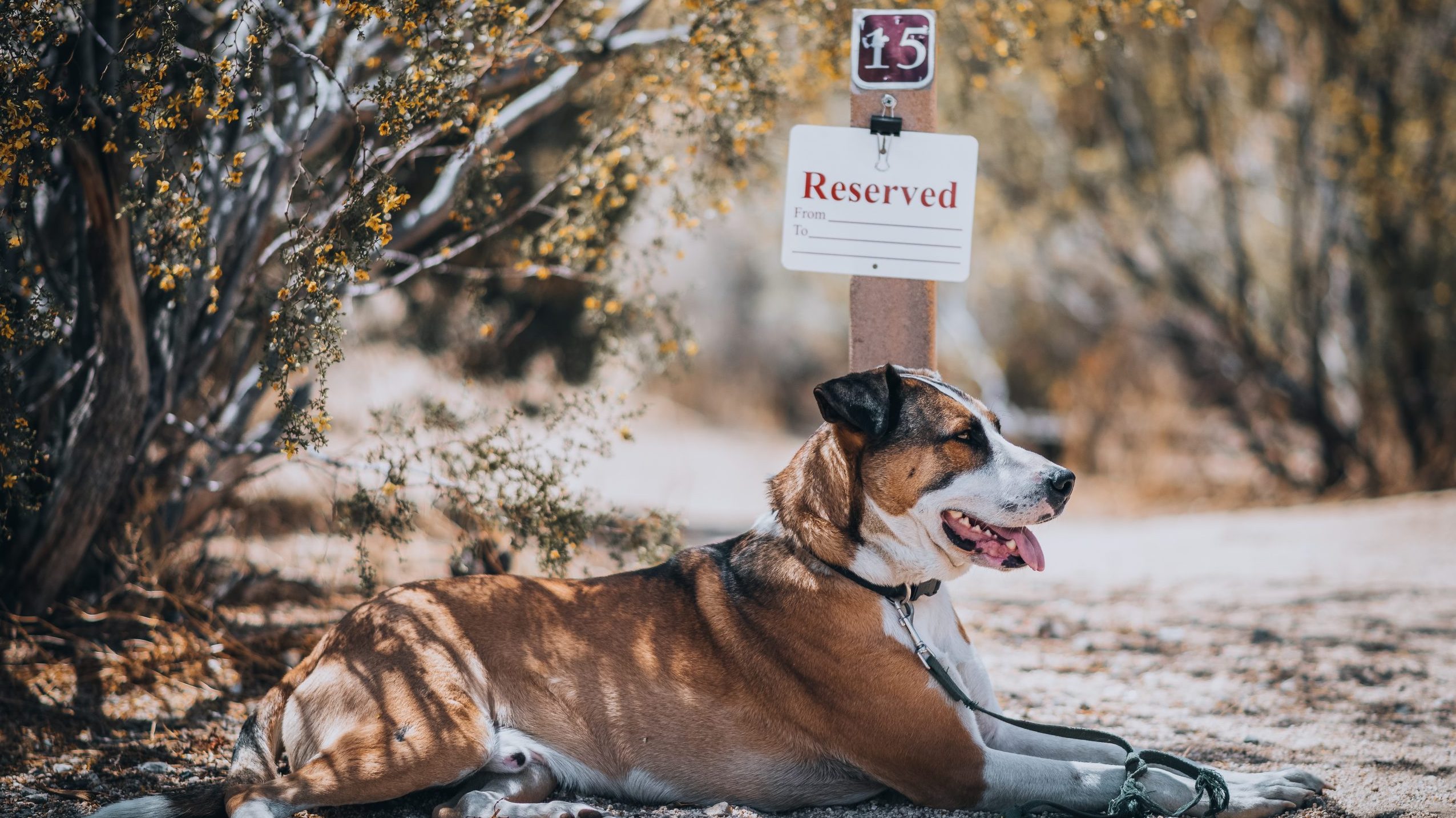 Dog by reserved sign in campground