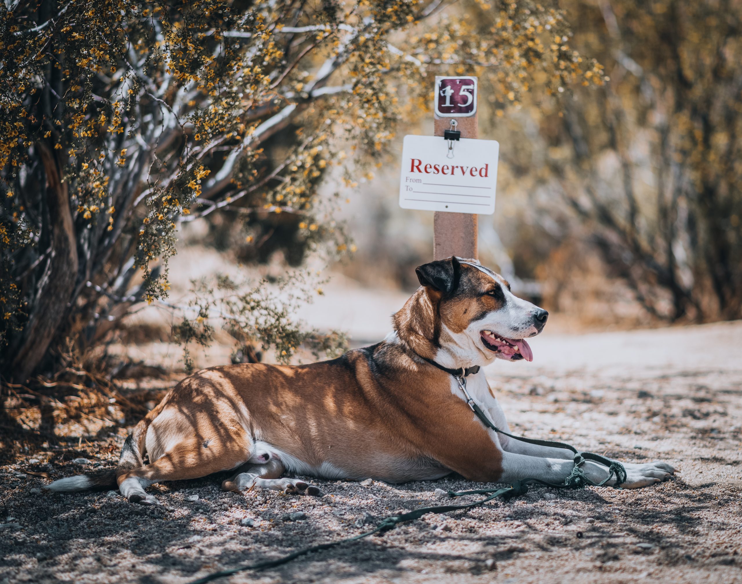 Dog by reserved sign in campground