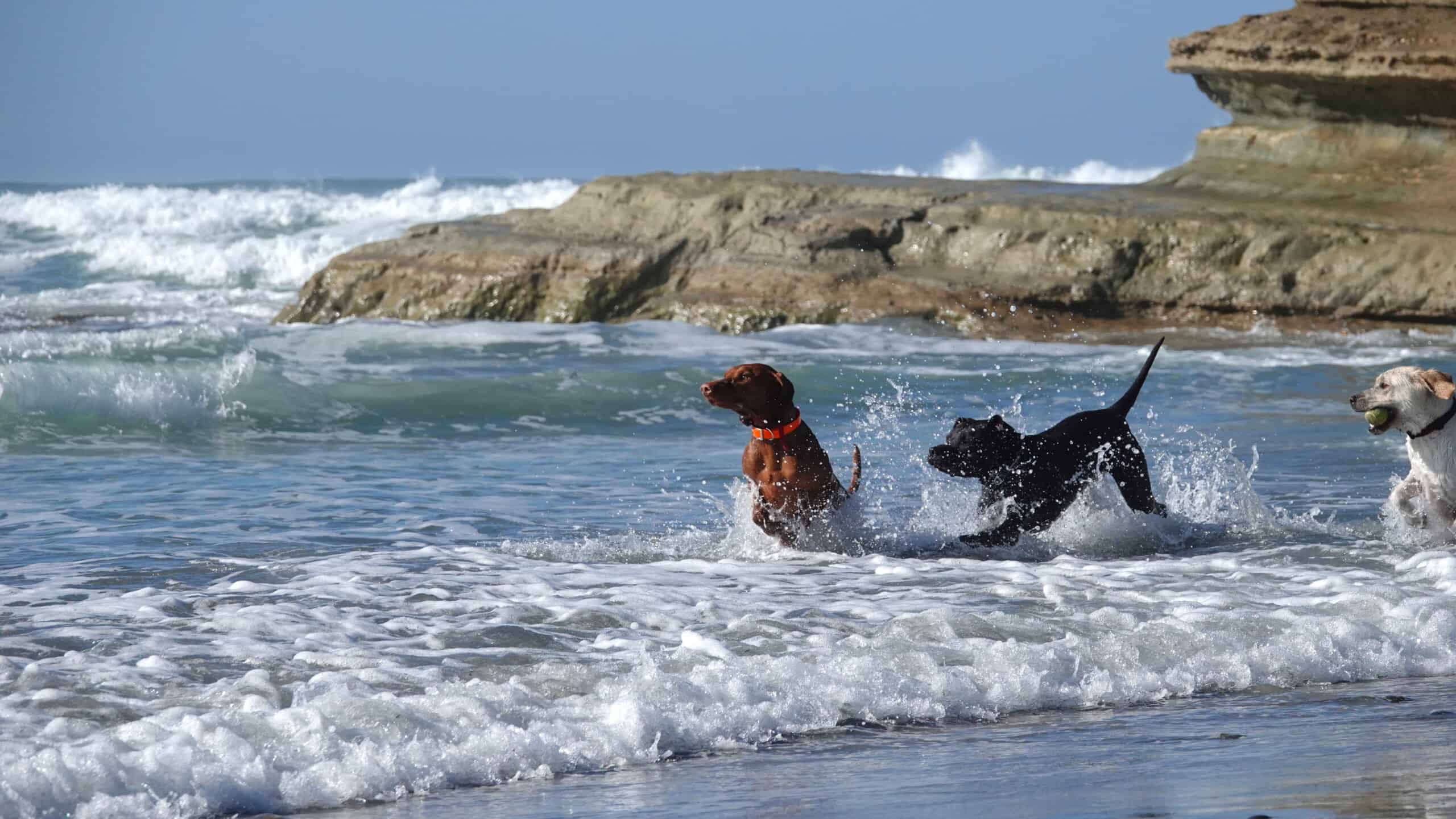 Three off-leash dogs frolicking at the beach.