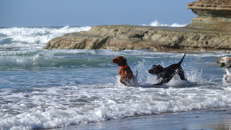 Three off-leash dogs frolicking at the beach.