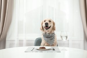 Cute funny dog sitting at served dining table indoors