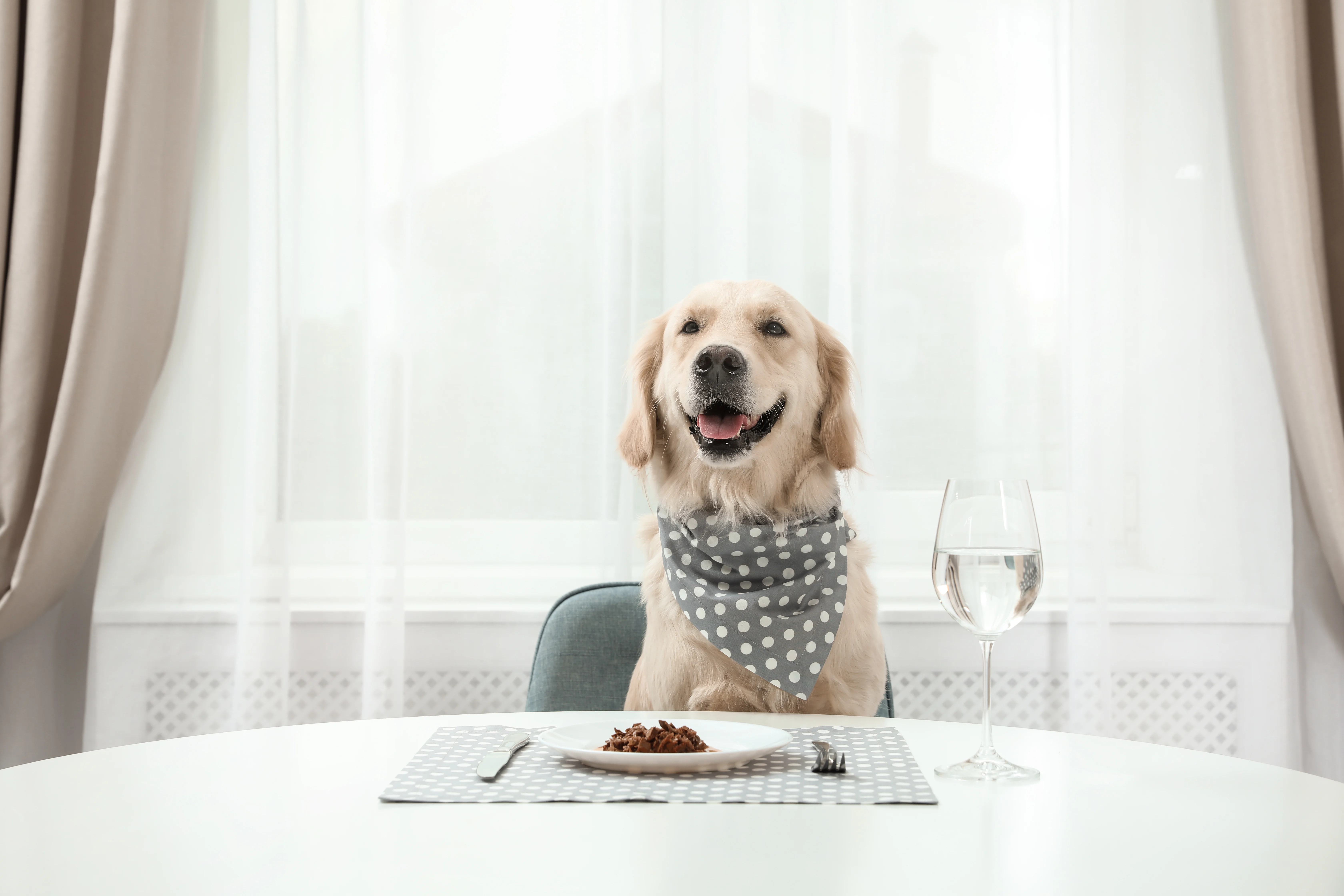 Image from The dining with dog conundrum on DogTrekker