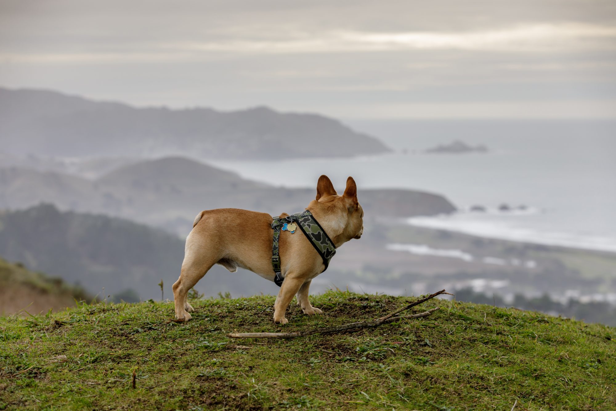 French bulldog looking at the view in Pacifica, California