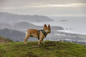 French bulldog looking at the view in Pacifica, California