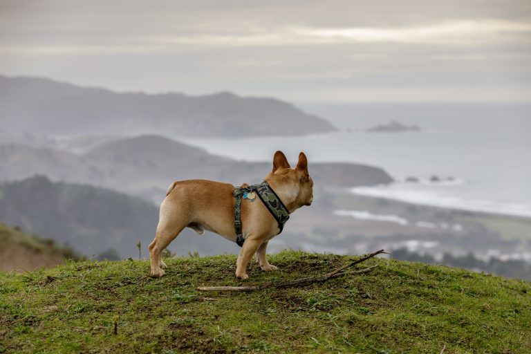 French bulldog looking at the view in Pacifica, California