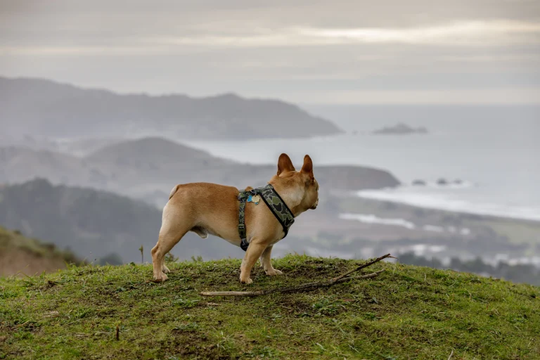 Image from Pacified in Pacifica on DogTrekker