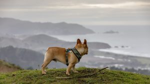 French bulldog looking at the view in Pacifica, California