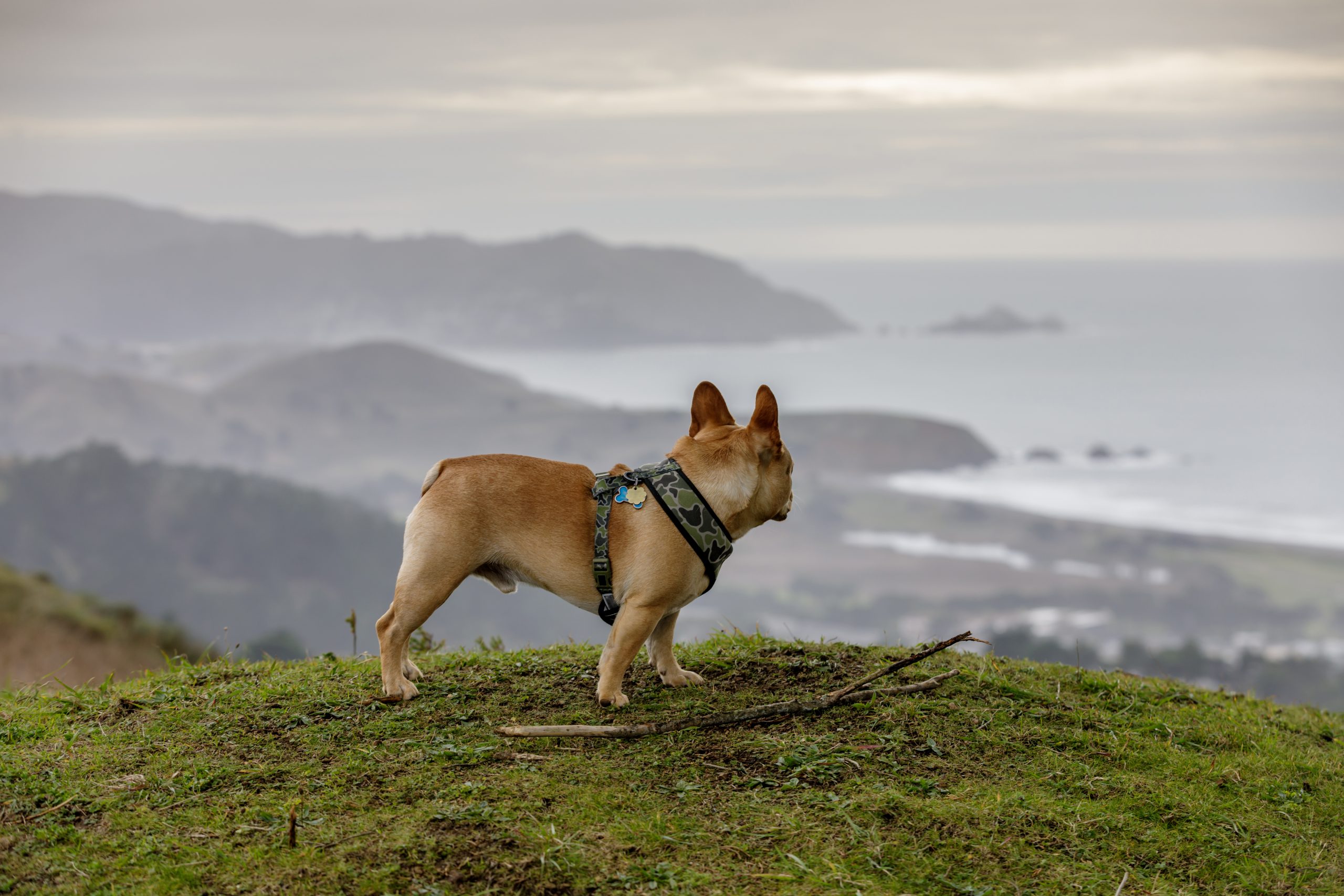 French bulldog looking at the view in Pacifica, California