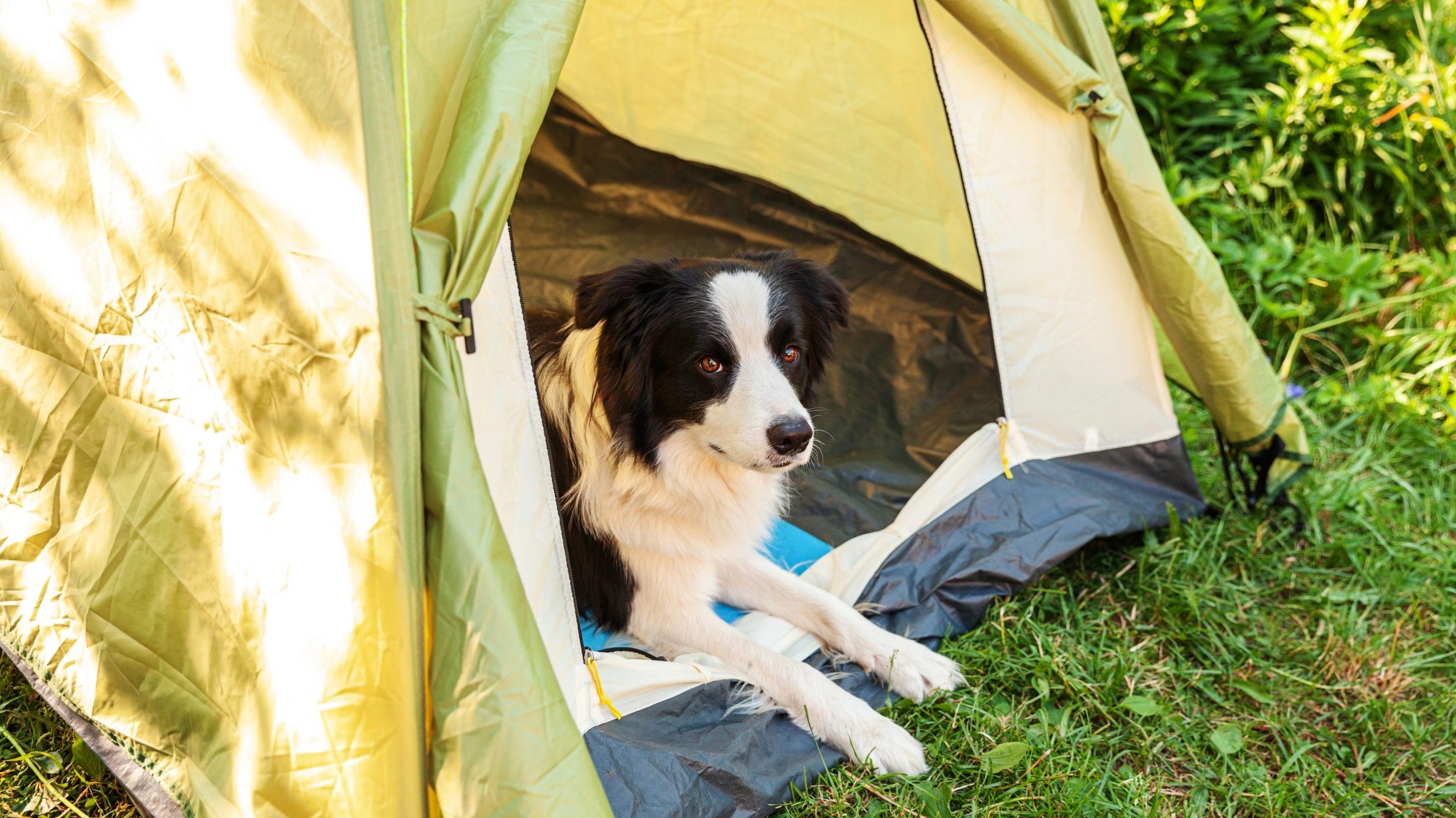 Border collie in tent at campground