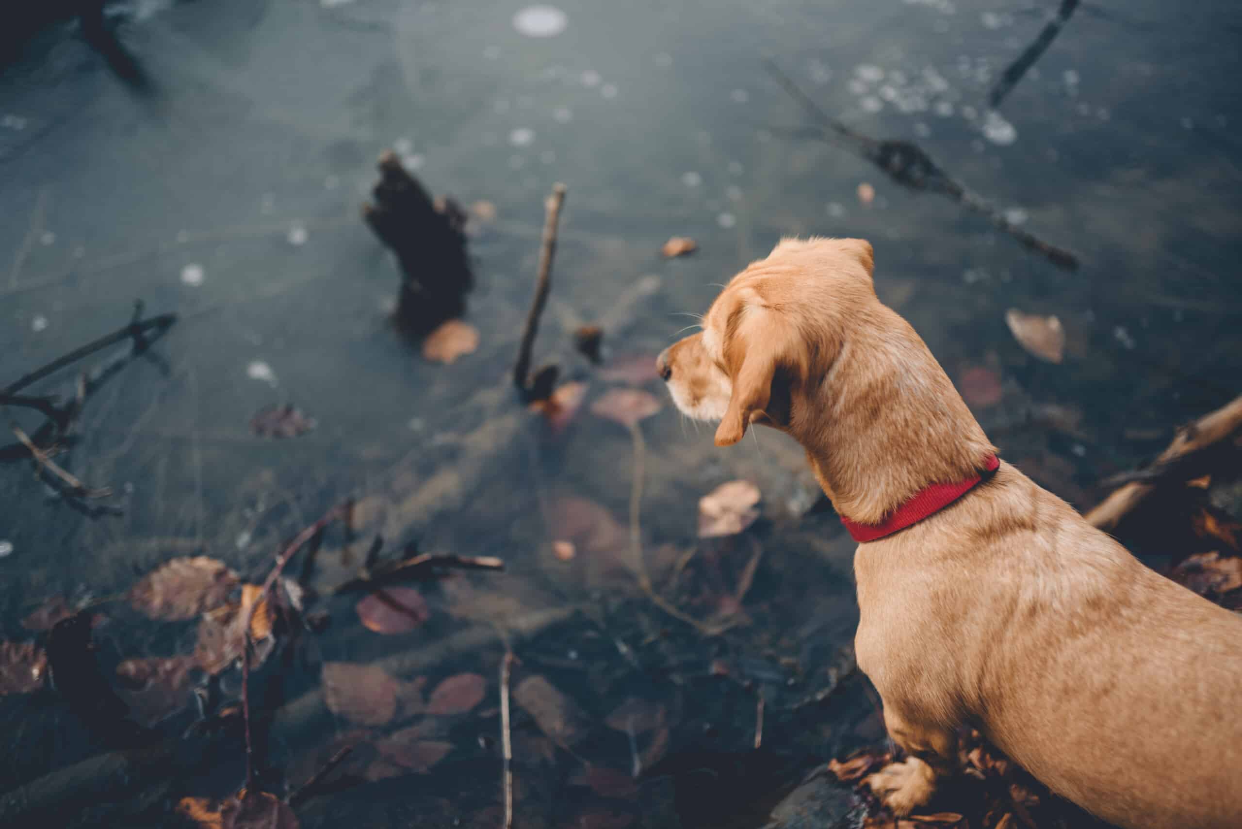 Dog by a frozen lake