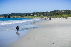 dog on beach at Carmel by the Sea