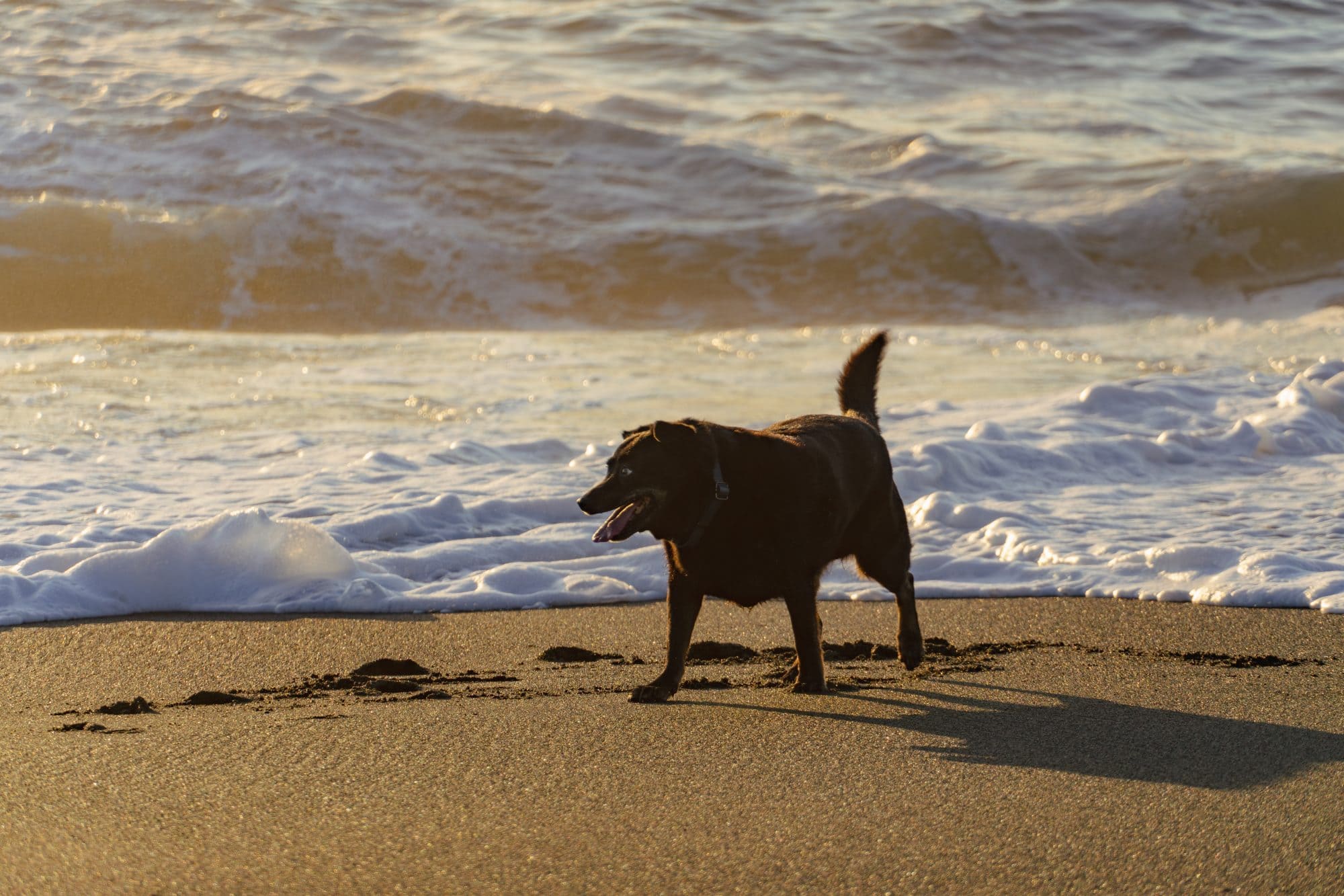 Happy dog on sandy beach next to surf in Pacifica CA