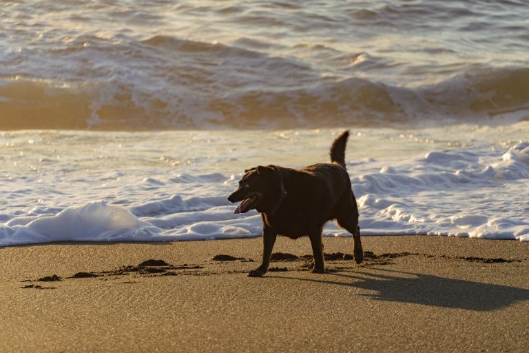 Happy dog on sandy beach next to surf in Pacifica CA