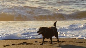 Happy dog on sandy beach next to surf in Pacifica CA