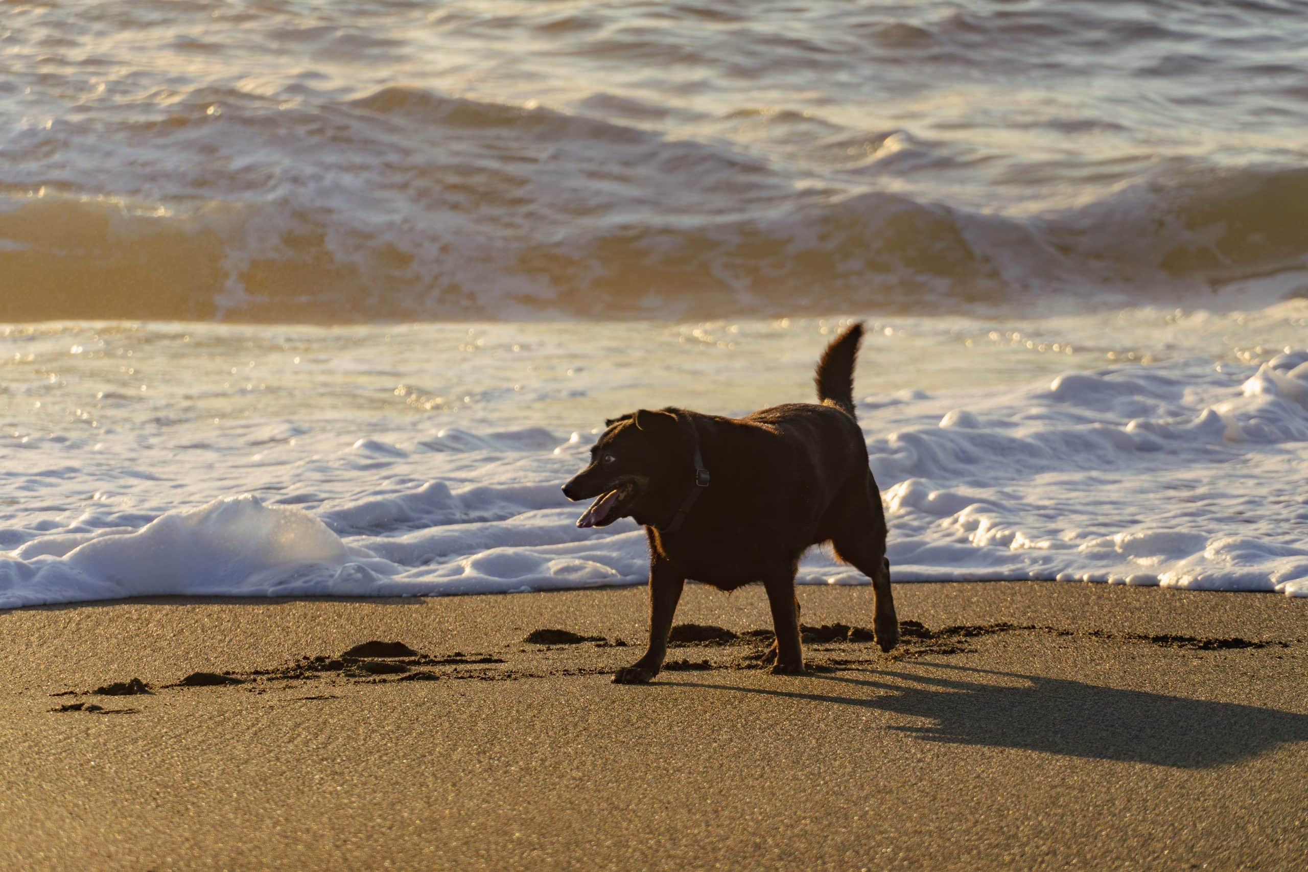 Happy dog on sandy beach next to surf in Pacifica CA