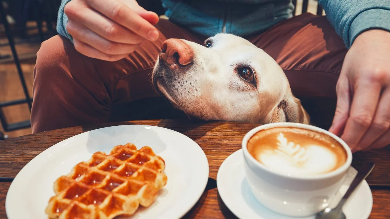 Image from Chow down in Sacramento on DogTrekker