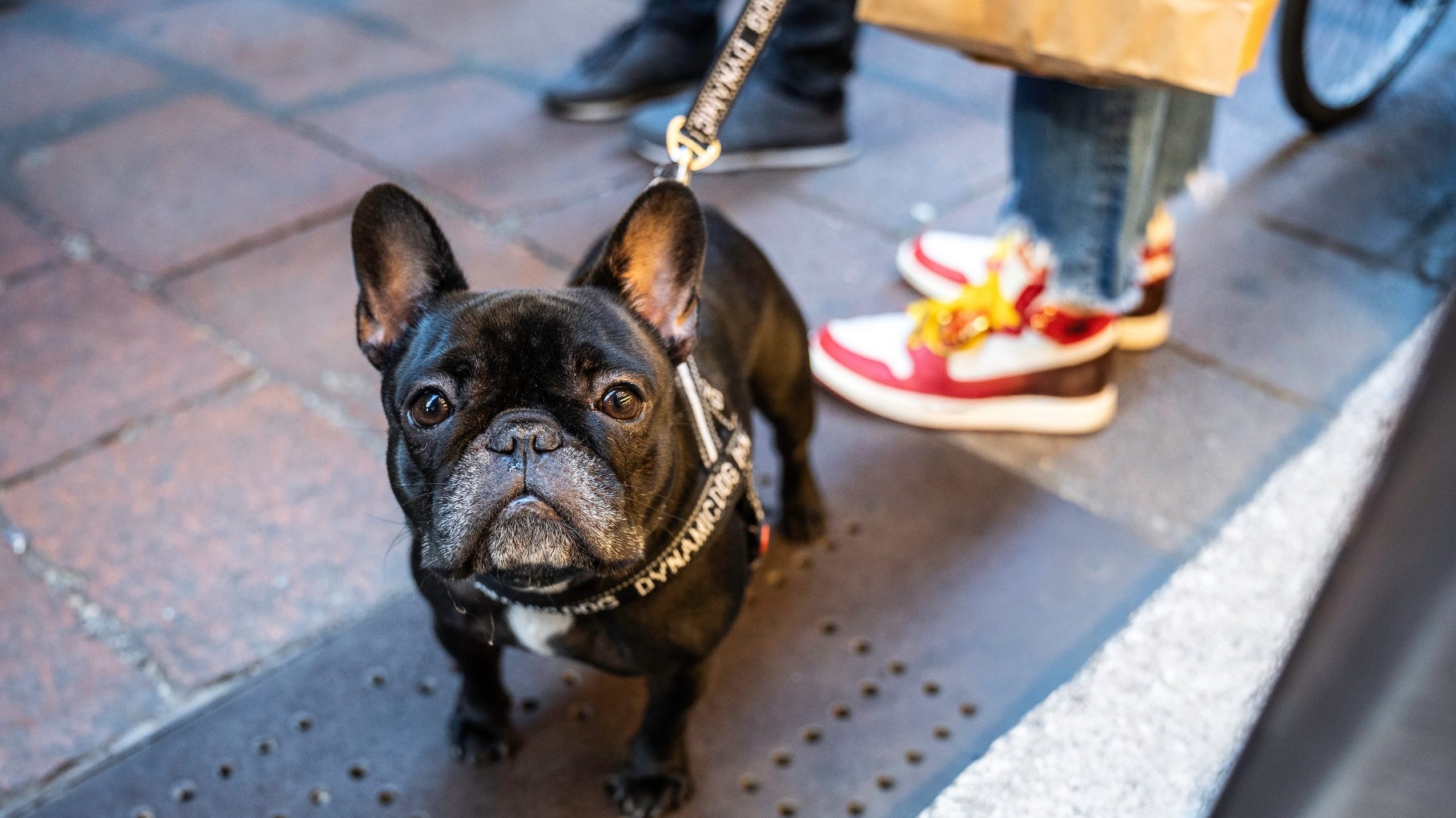 A black French bulldog stands attentively on a sidewalk. Tiles form the pavement beneath its paws, while a bicycle wheel peeks into view. Its leash is secured by a person wearing jeans and vibrant sneakers. Explore downtown's lively scene with your canine companion at your side.