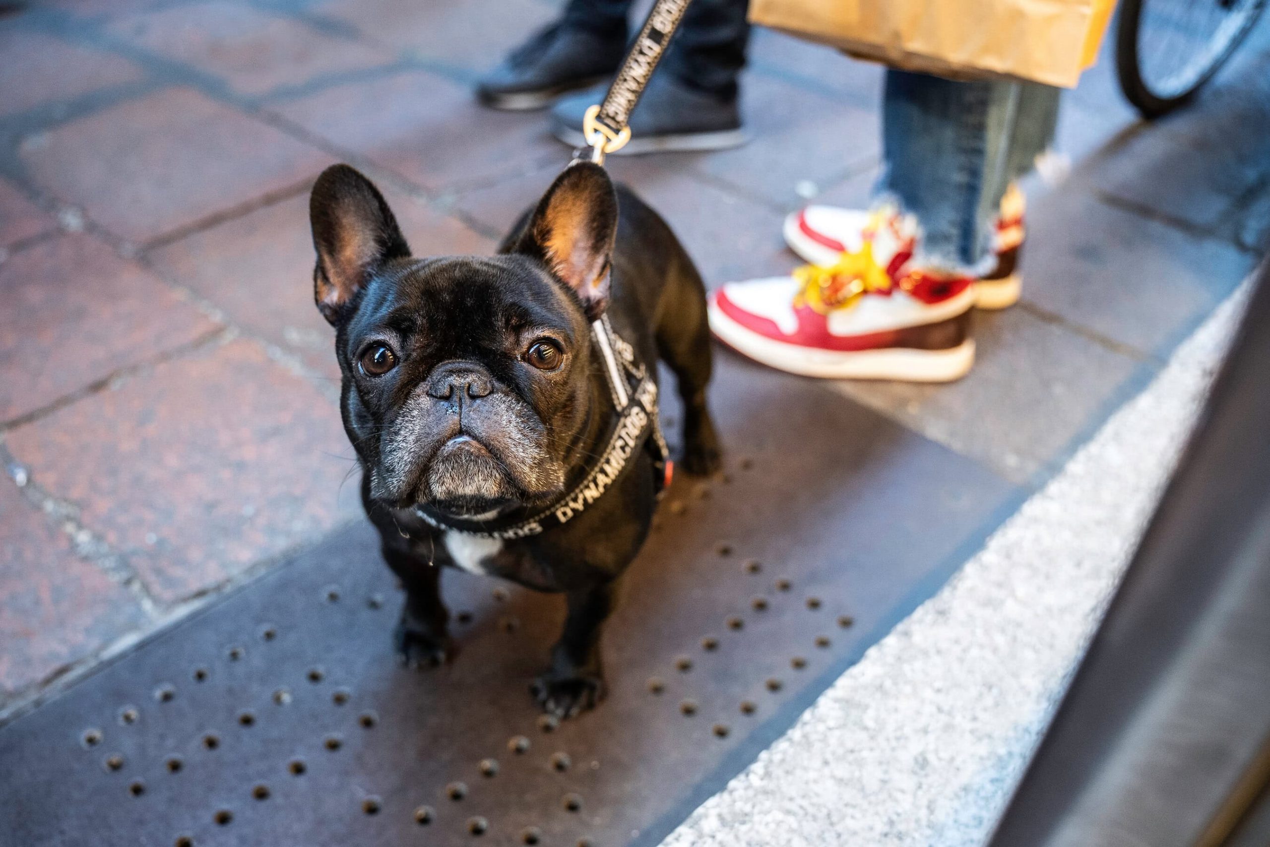 A black French bulldog stands attentively on a sidewalk. Tiles form the pavement beneath its paws, while a bicycle wheel peeks into view. Its leash is secured by a person wearing jeans and vibrant sneakers. Explore downtown's lively scene with your canine companion at your side.