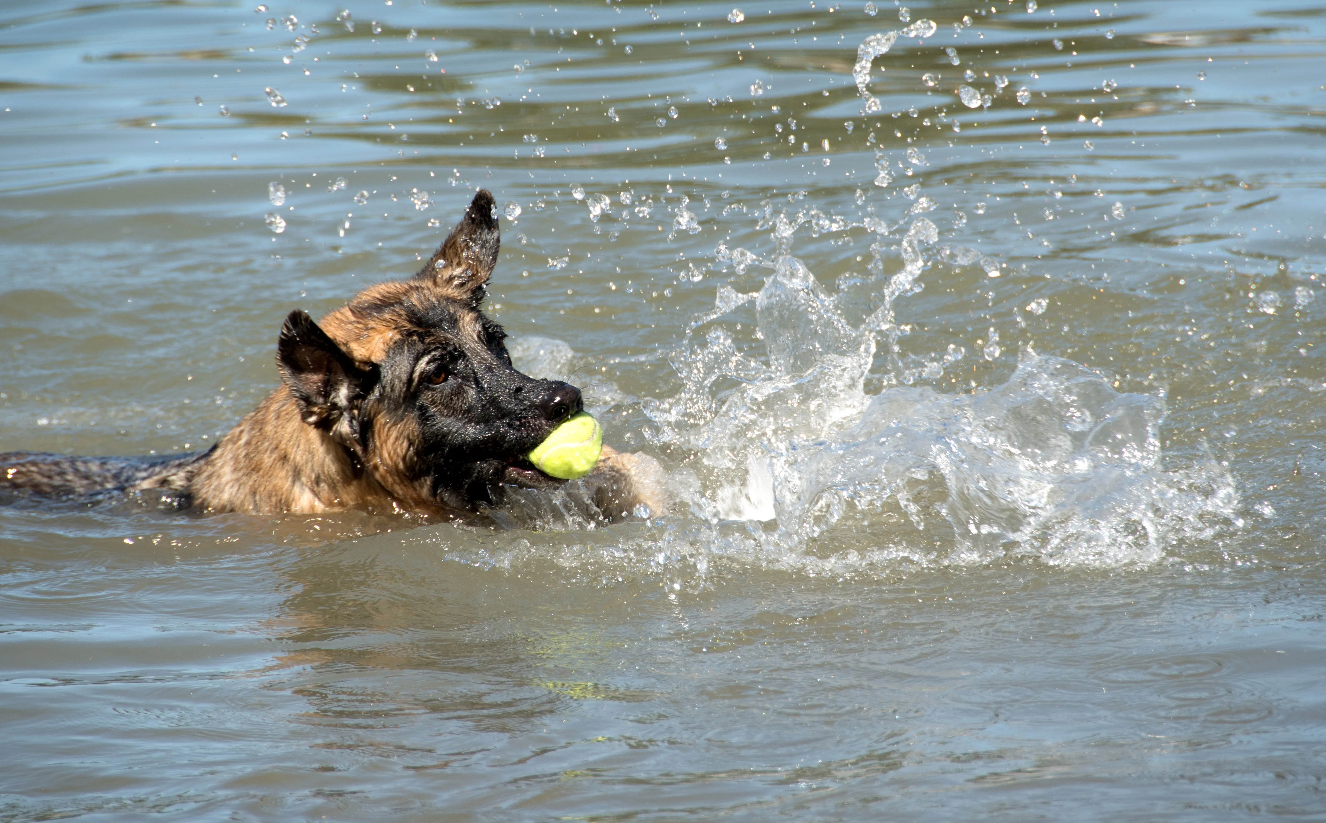 Image from River running with rover on DogTrekker