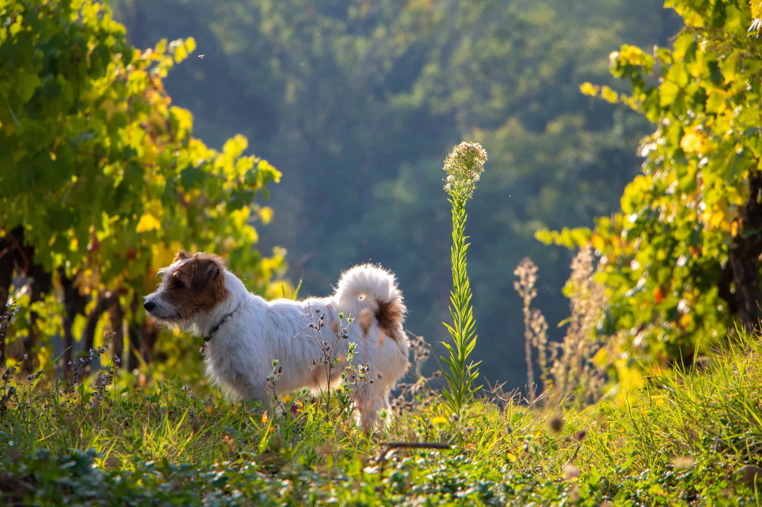 Dog in a vineyard