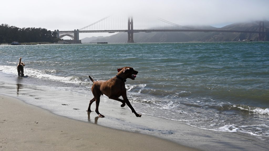 Dog running on beach by GG bridge