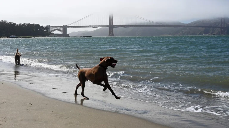 Image from San Francisco is for dog lovers on DogTrekker