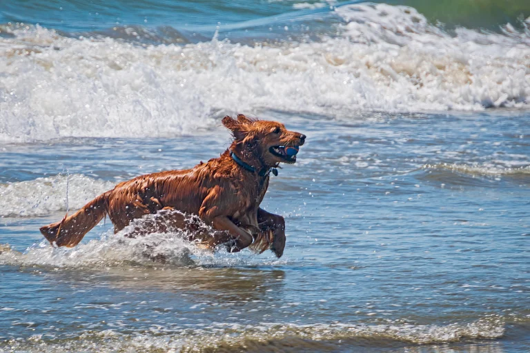 Image from Dog-friendly beaches of san luis obispo on DogTrekker