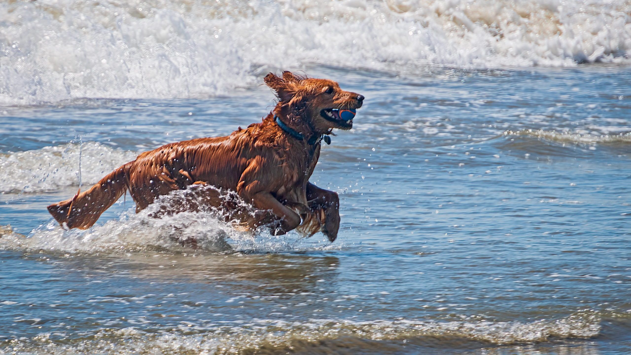 Dog running through the ocean waves.