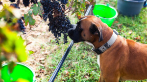 oxer sniffing grapes at a winery